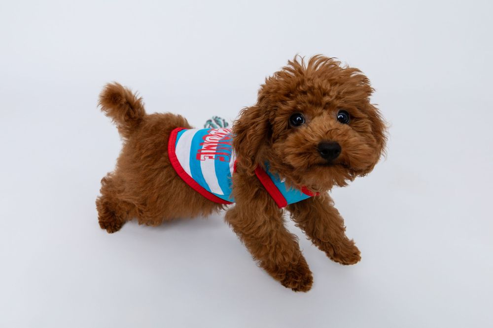 A small brown toy poodle puppy wearing a red and blue striped collar plays on a white background.