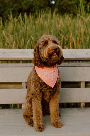 Fluffy brown Goldendoodle dog wearing pink Big Sister bandana sitting on wooden bench outdoors.