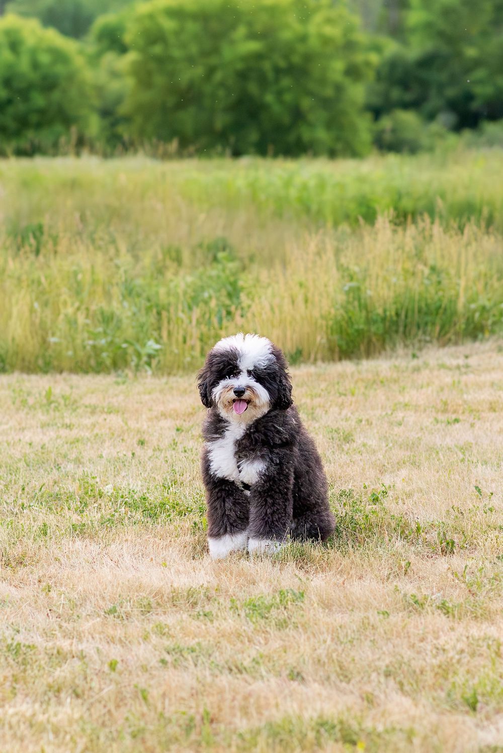 Small black and white Shih Tzu puppy plays happily in a grassy meadow on a sunny summer day.