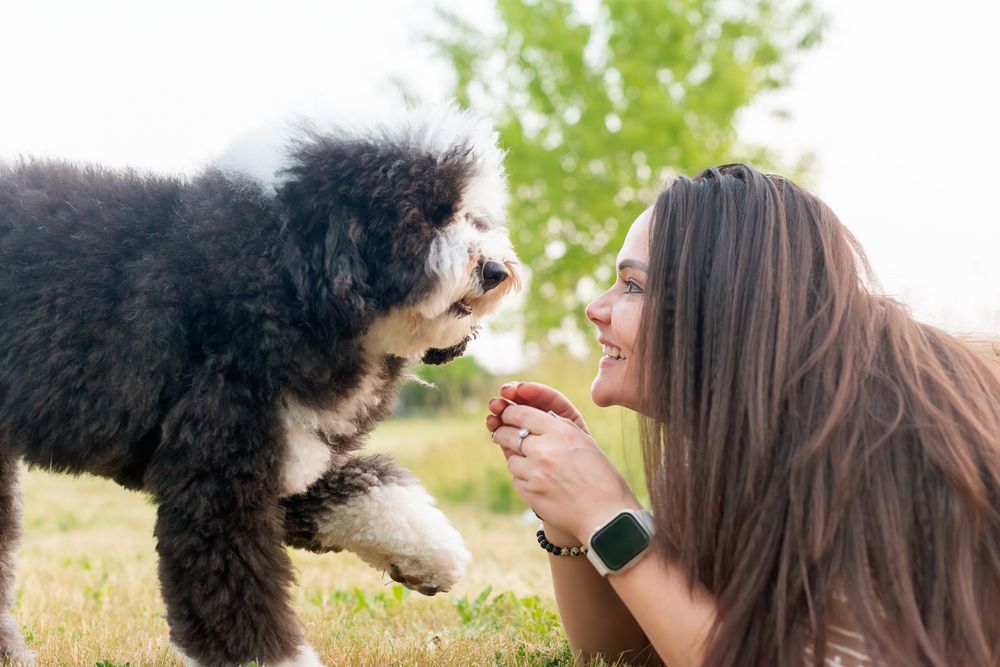 A person feeds a treat to a large black and white dog in a grassy outdoor setting.