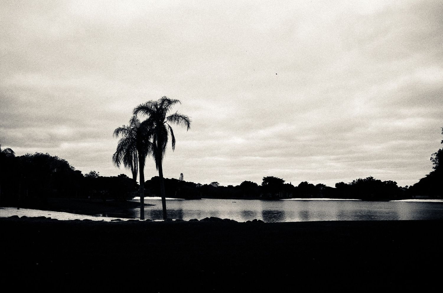 A silhouetted palm tree stands against a cloudy sky beside a calm lake at dusk.