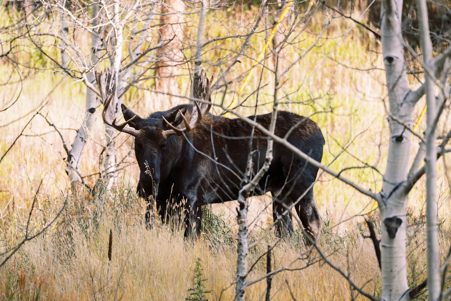 A large bull moose standing among birch trees and tall grass in autumn wilderness.