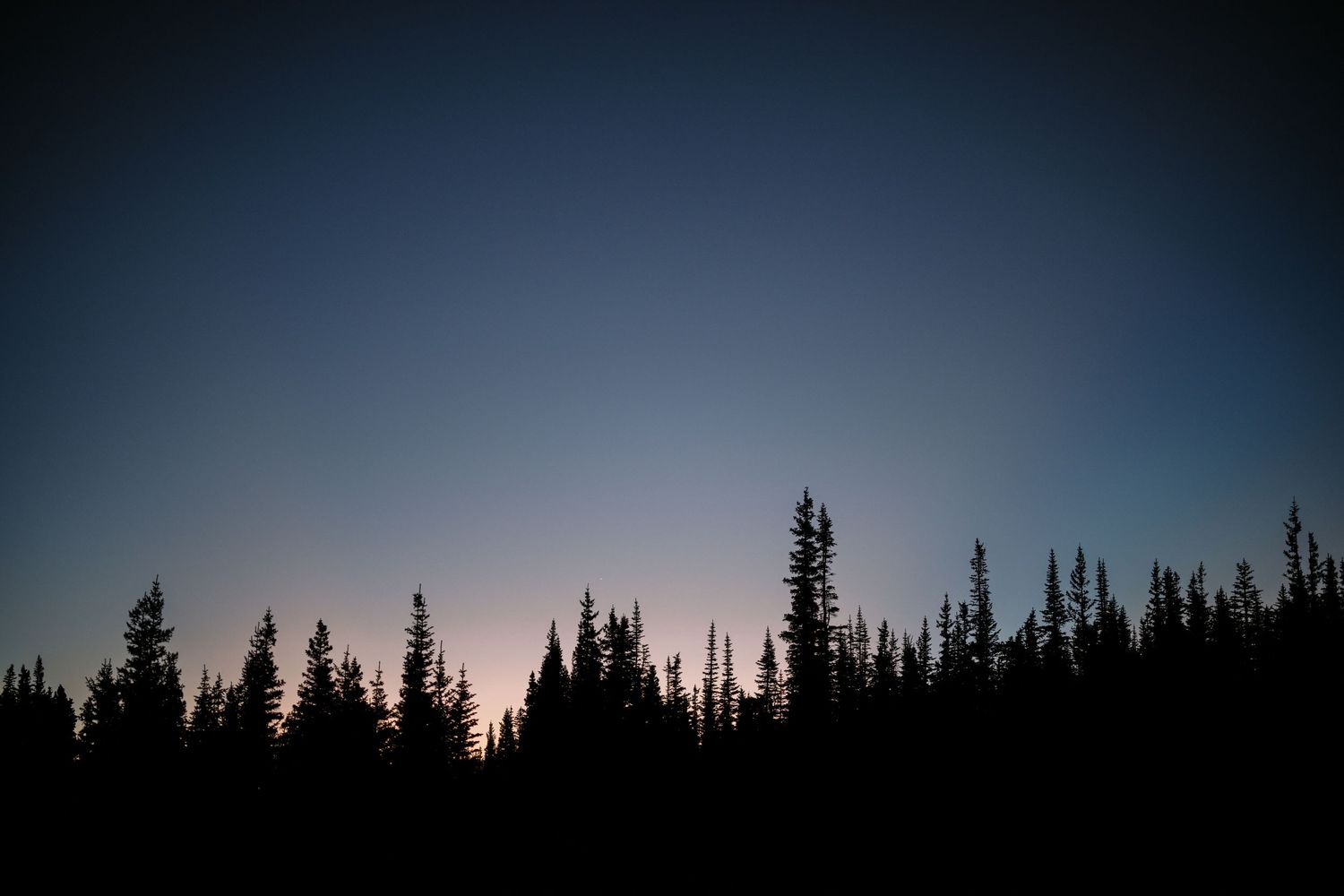 Silhouette of pine trees against dark evening sky with faint sunset glow on the horizon.