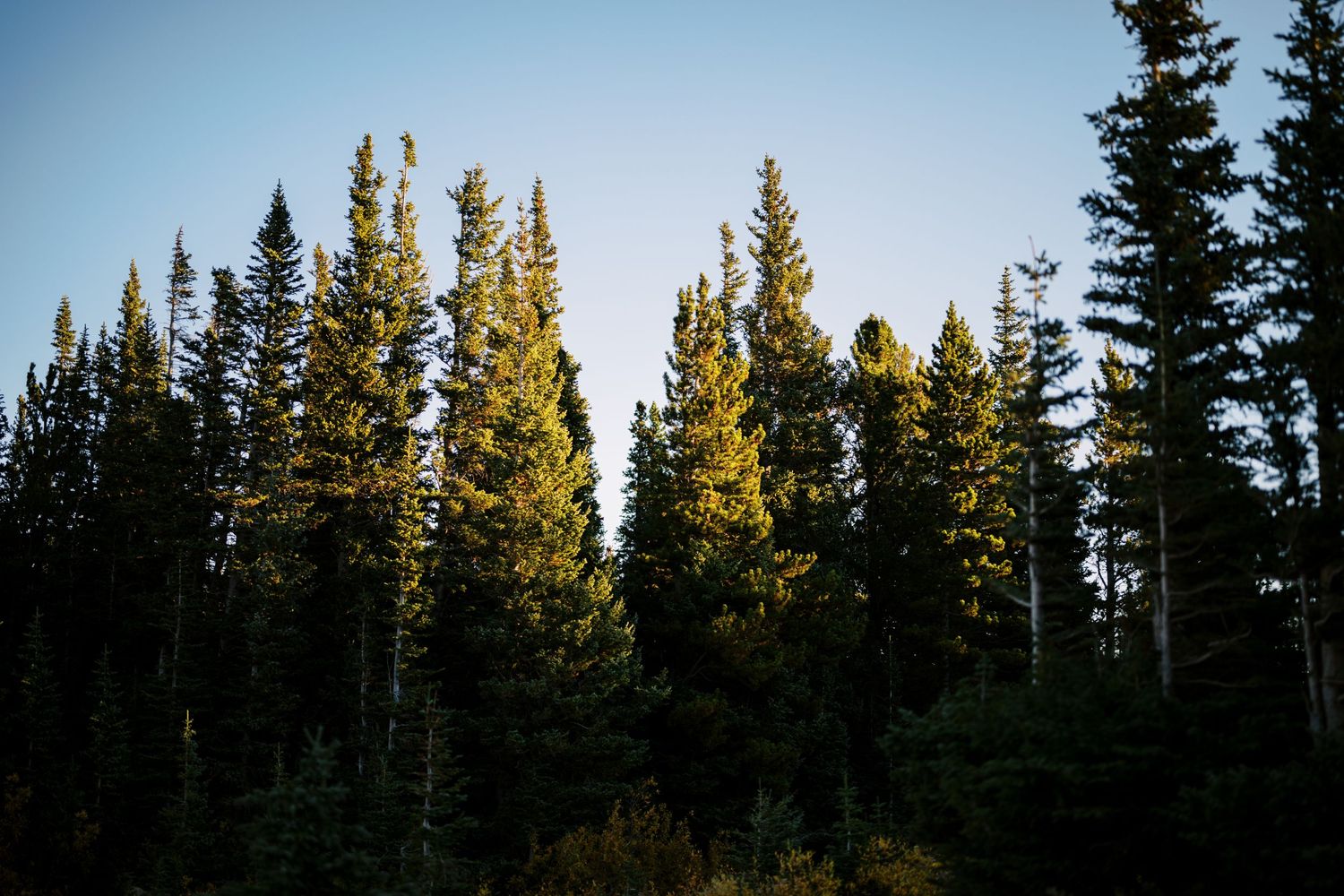 Golden sunlight illuminates tall evergreen trees against a blue sky in a dense mountain forest landscape.