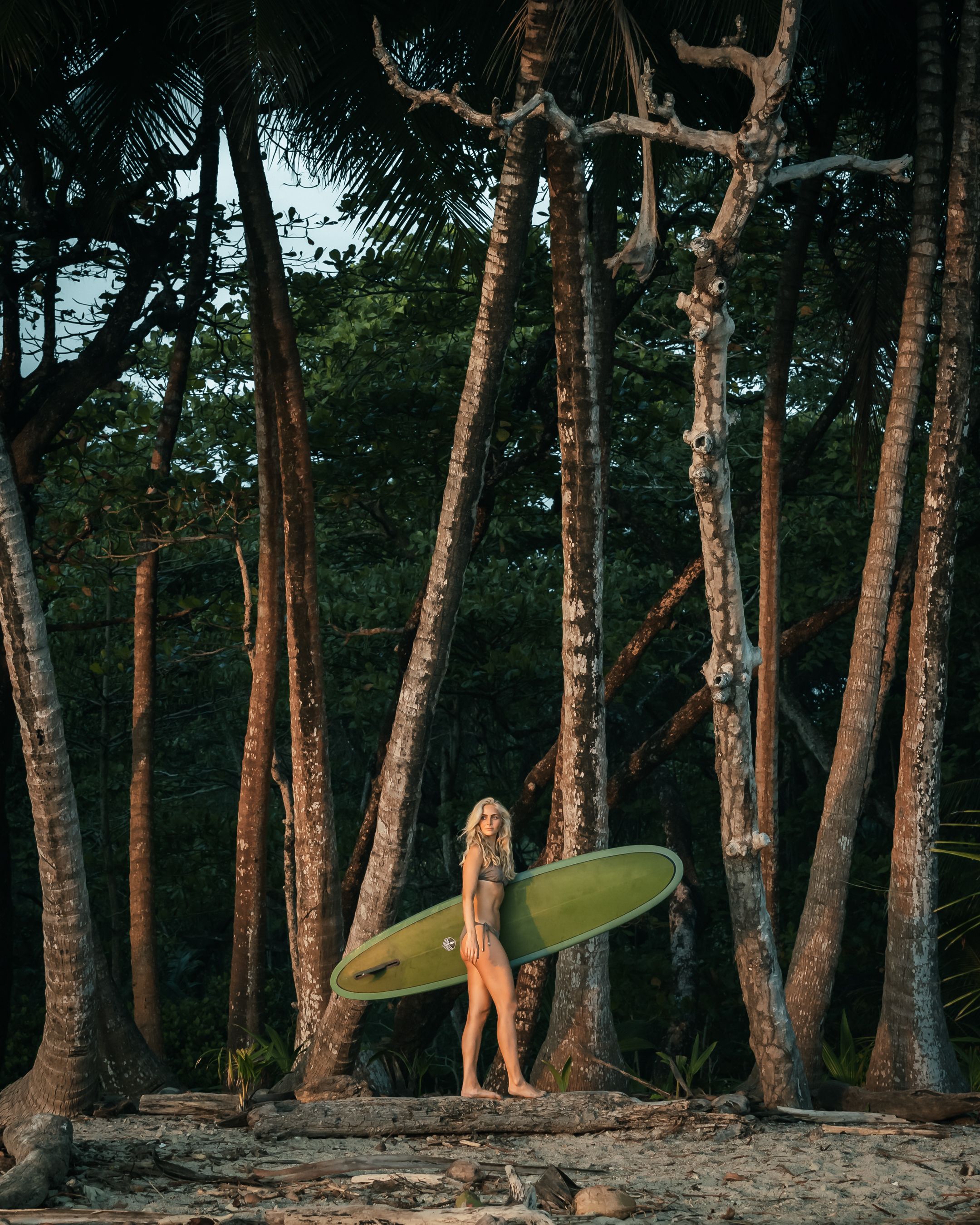 Tall pine trees line a beach at sunset casting long shadows across the sand.