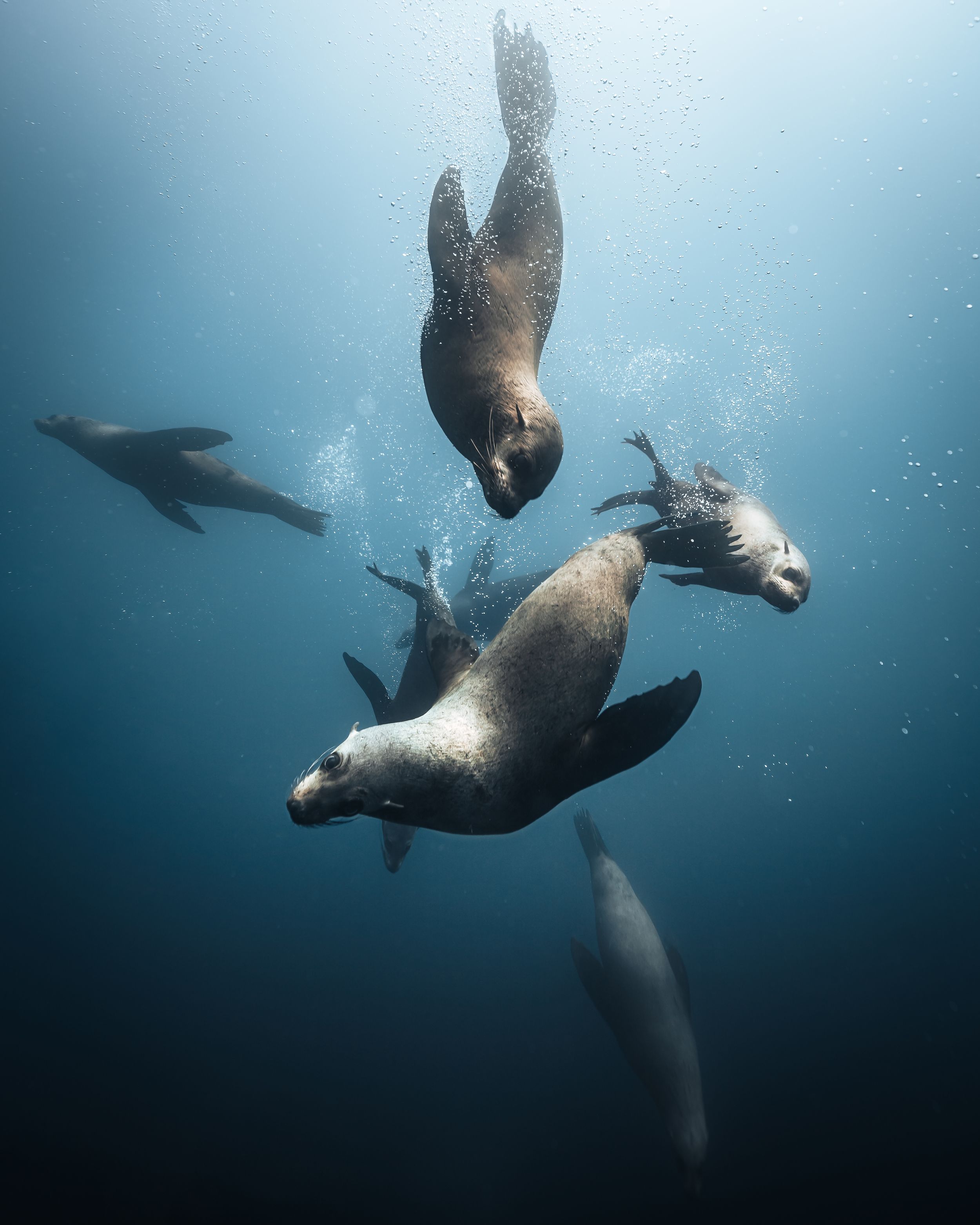 Seals gracefully swim and play underwater in deep blue ocean waters.