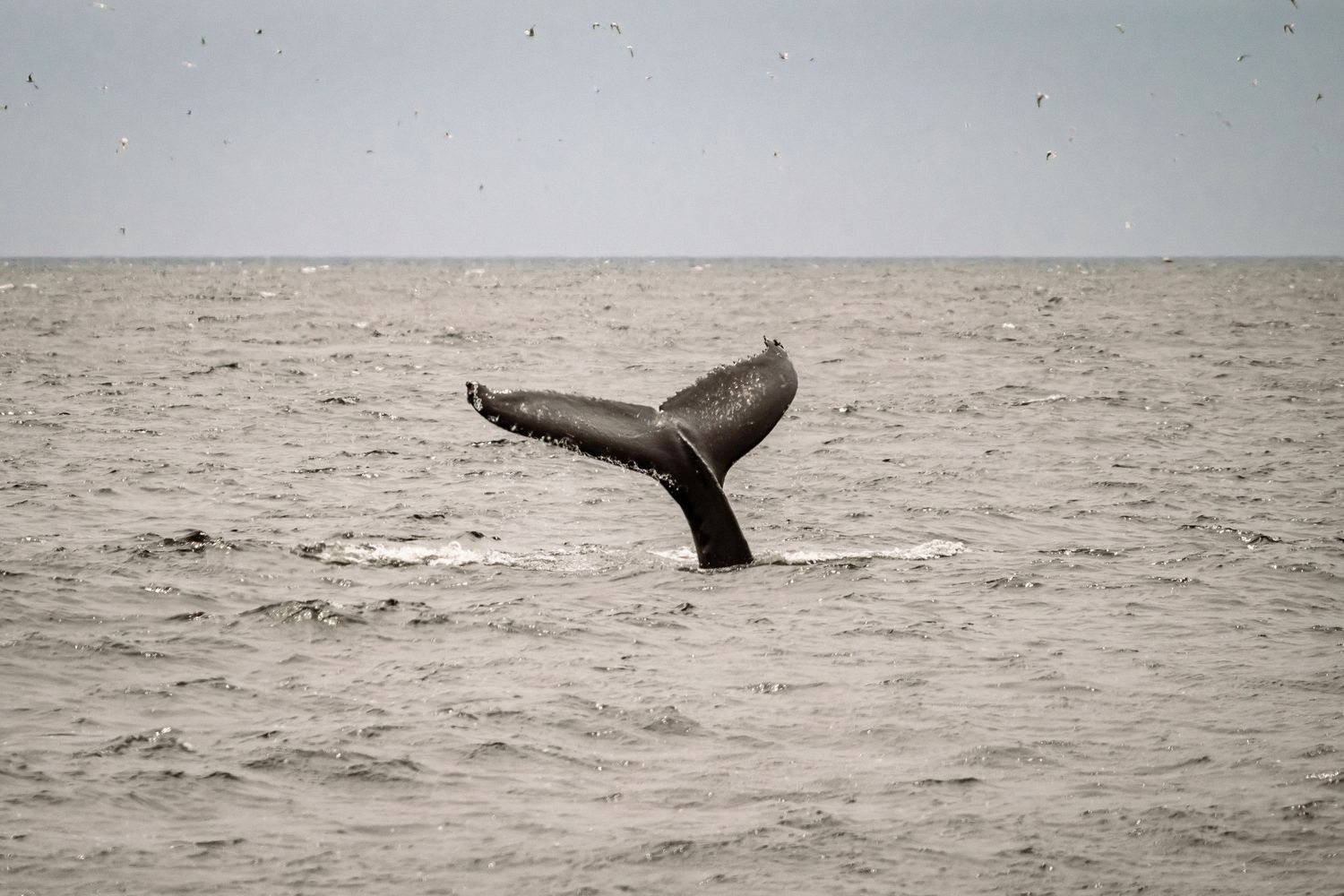 A humpback whale tail fluke rises above the ocean surface against a grey seascape.