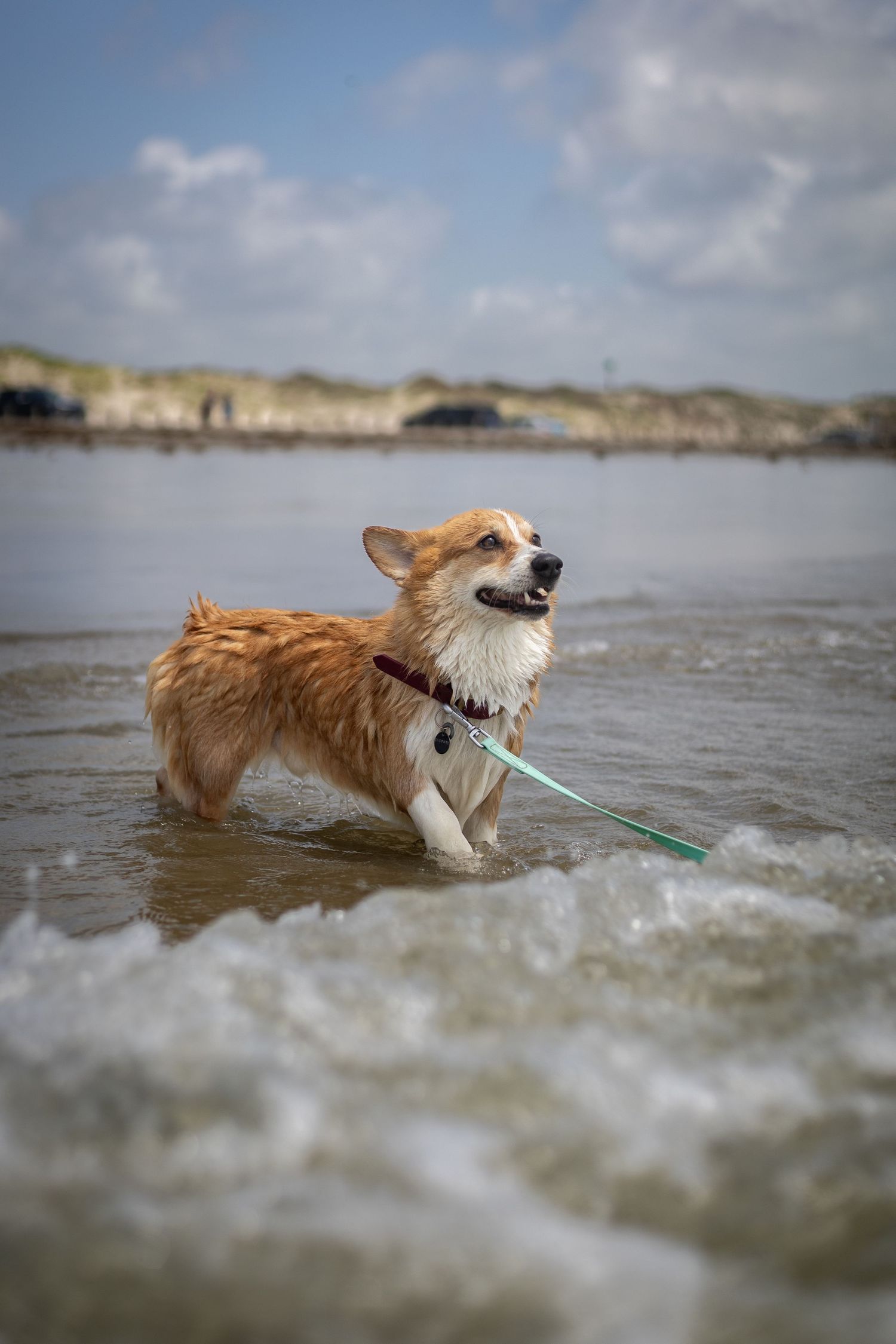 Corgi dog joyfully splashes and plays in Gulf of Mexico waves while carrying a green stick toy in its mouth. Located in Corpus Christi, TX