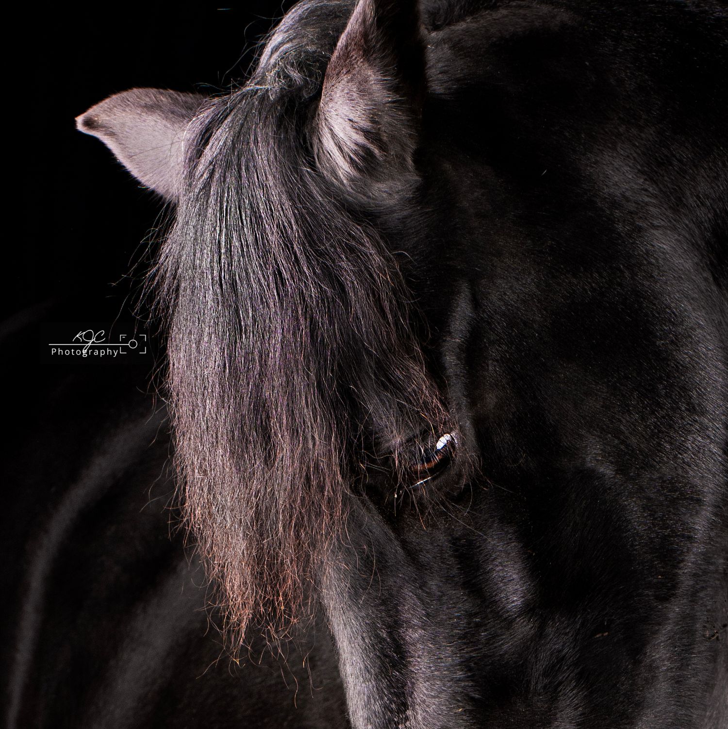 Equine Fine Art fotoshoot in Gelderland, Nederland