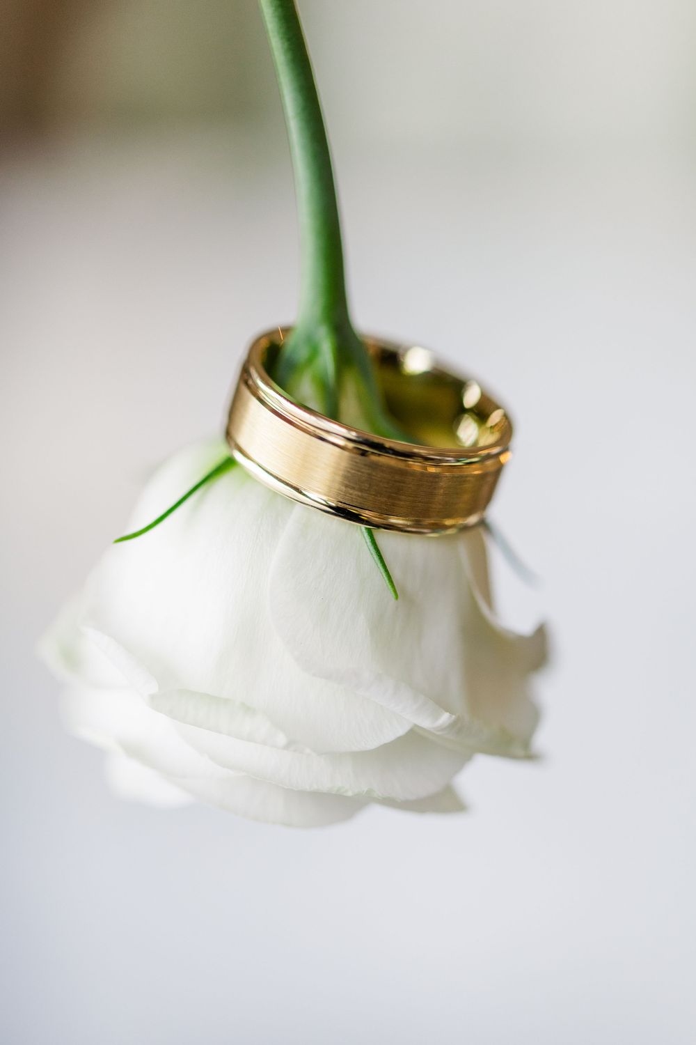 Gold wedding band placed on white rose stem in artistic macro photography.