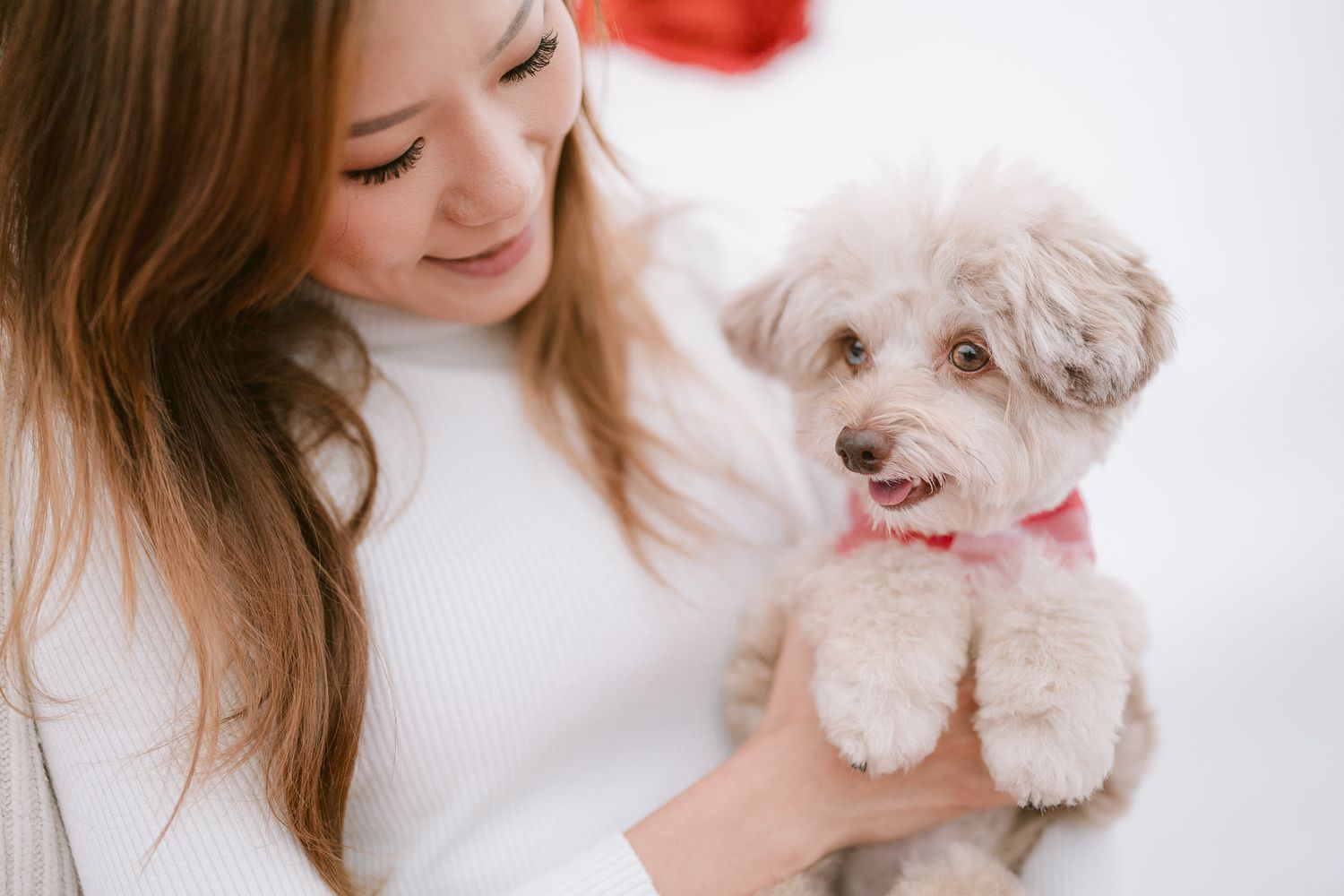 Furry Moments New York New Jersey Pet Photography
