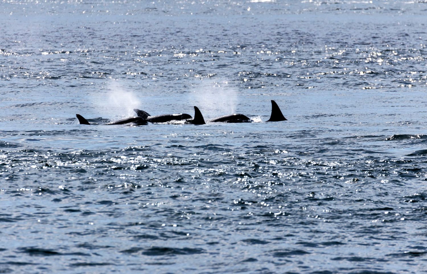 Orca Whales in the Salish Sea.  Orca whales, Orcinus orca also known as killer whale