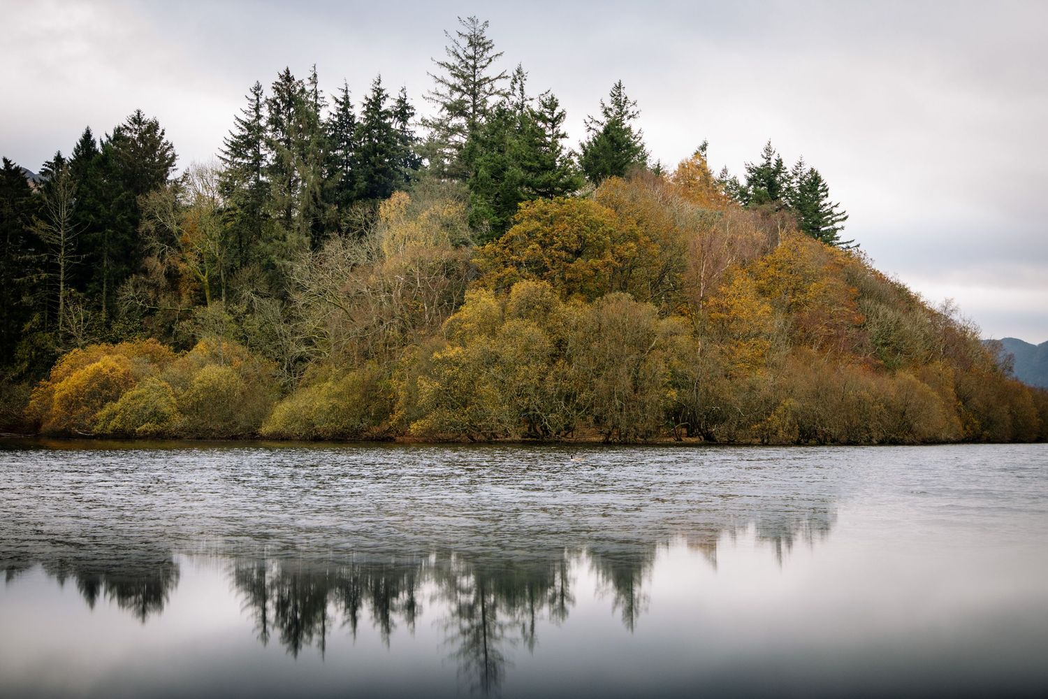 Autumn trees reflect in still lake waters with evergreens on a cloudy day.