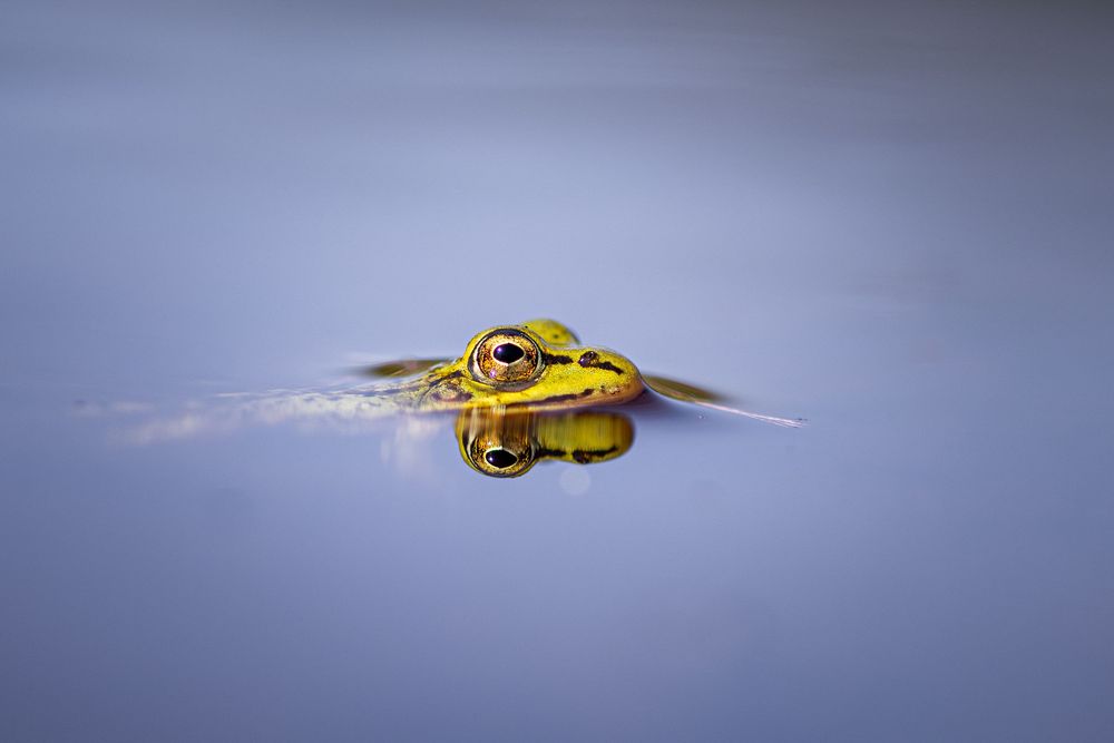 A series of time-lapse photos showing a yellow frog leaping through the air against a blue background.