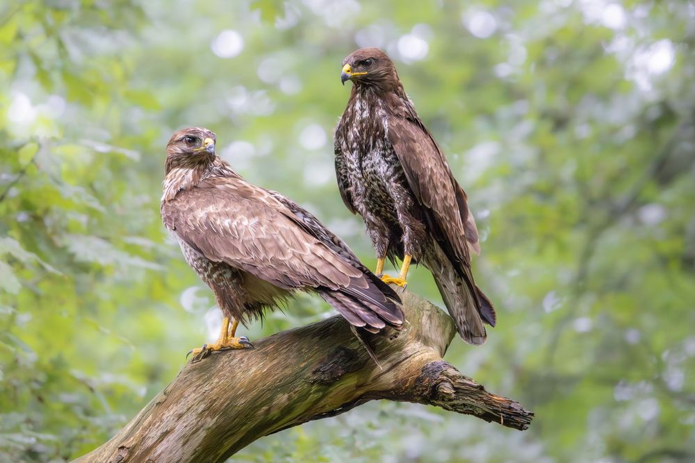 A group of young common buzzards perched on tree branches in a forest setting.