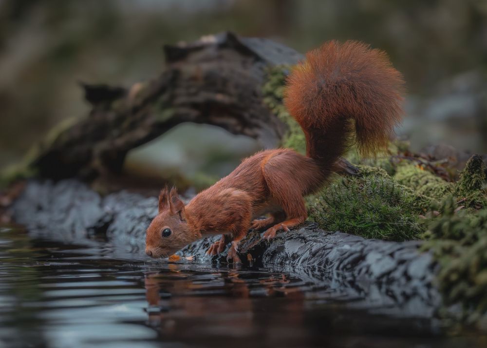 Red squirrel drinks water from a stream while standing on mossy rocks in a forest setting.