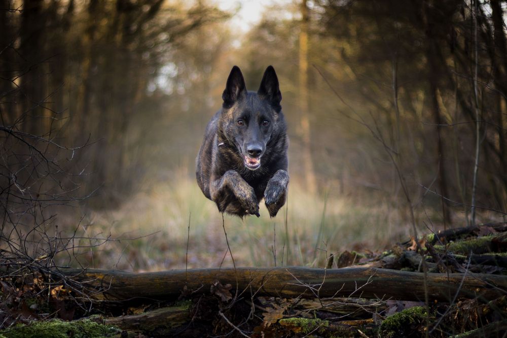 German Shepherd dog leaps dramatically over a fallen log in a misty forest setting.