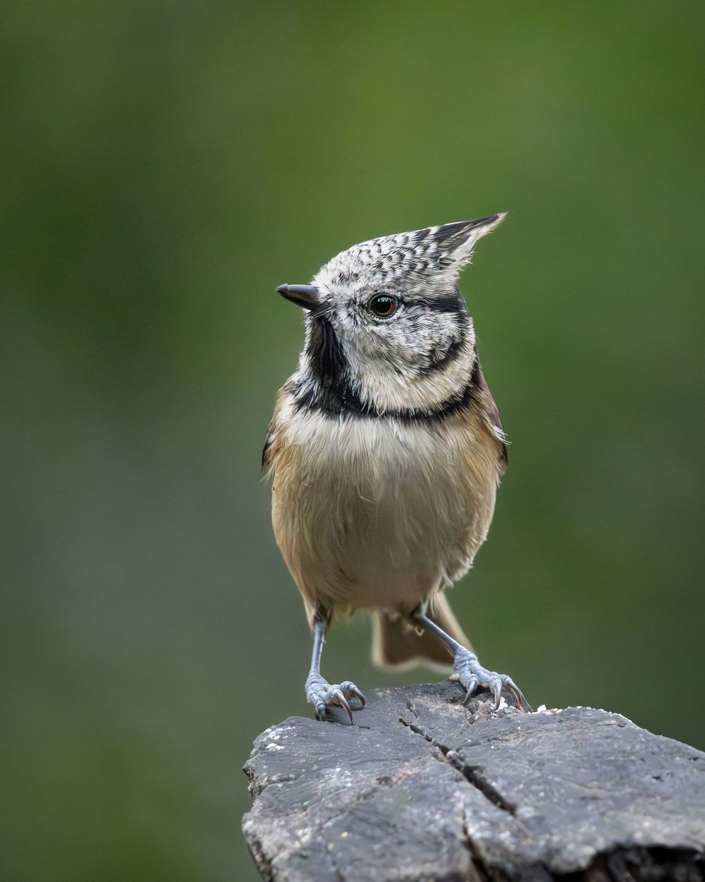 A crested tit bird perched on a dark rock against a blurred green background.