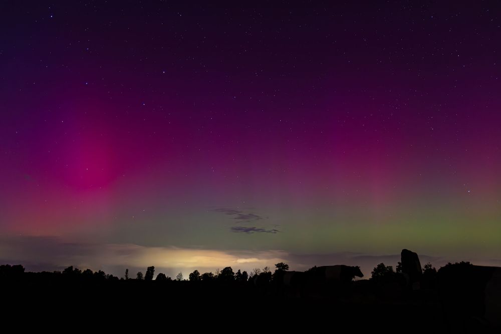Vibrant pink and purple aurora borealis illuminates the night sky over a dark rural landscape silhouette.