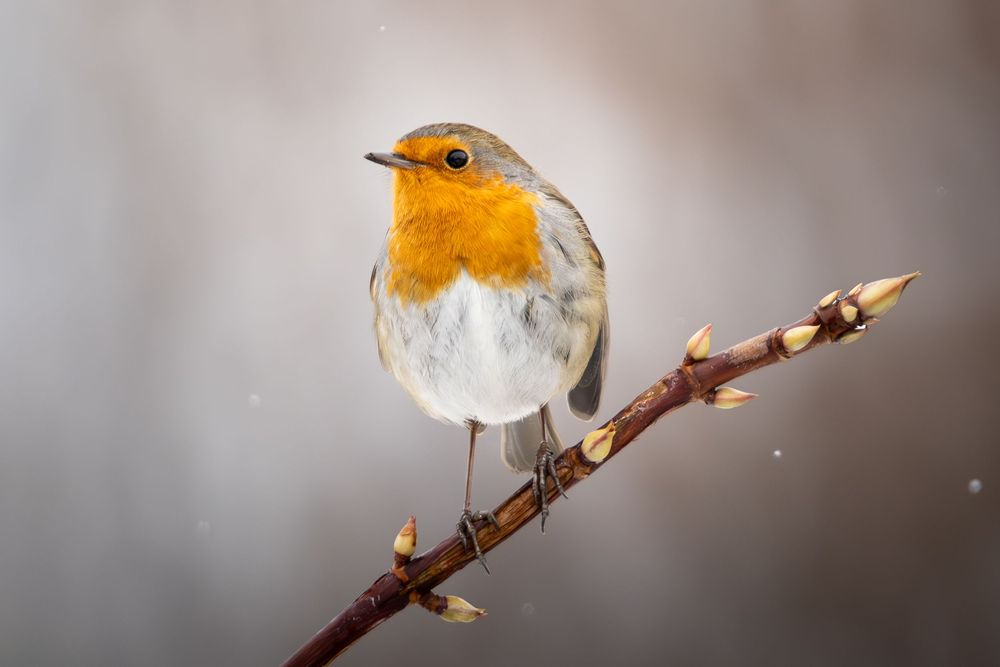A European robin with bright orange breast perches on a bare winter branch against a blurred gray background.
