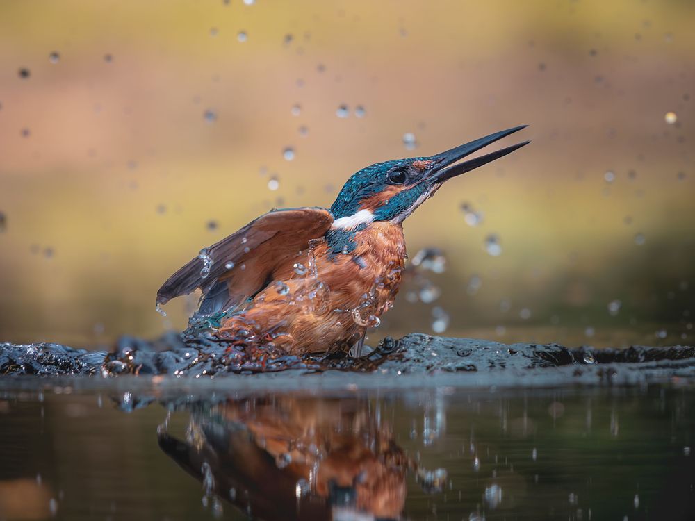 A kingfisher bird shakes water droplets from its feathers while perched at the edge of a pond with golden background.