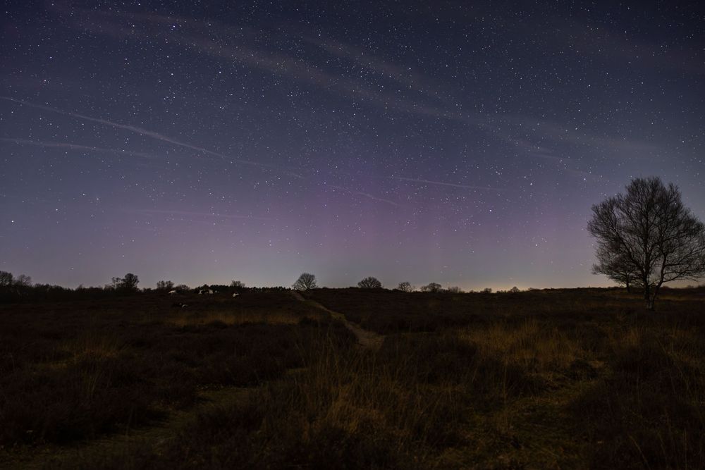 A dark night landscape with purple aurora borealis glowing in the sky above silhouetted trees and grassland.