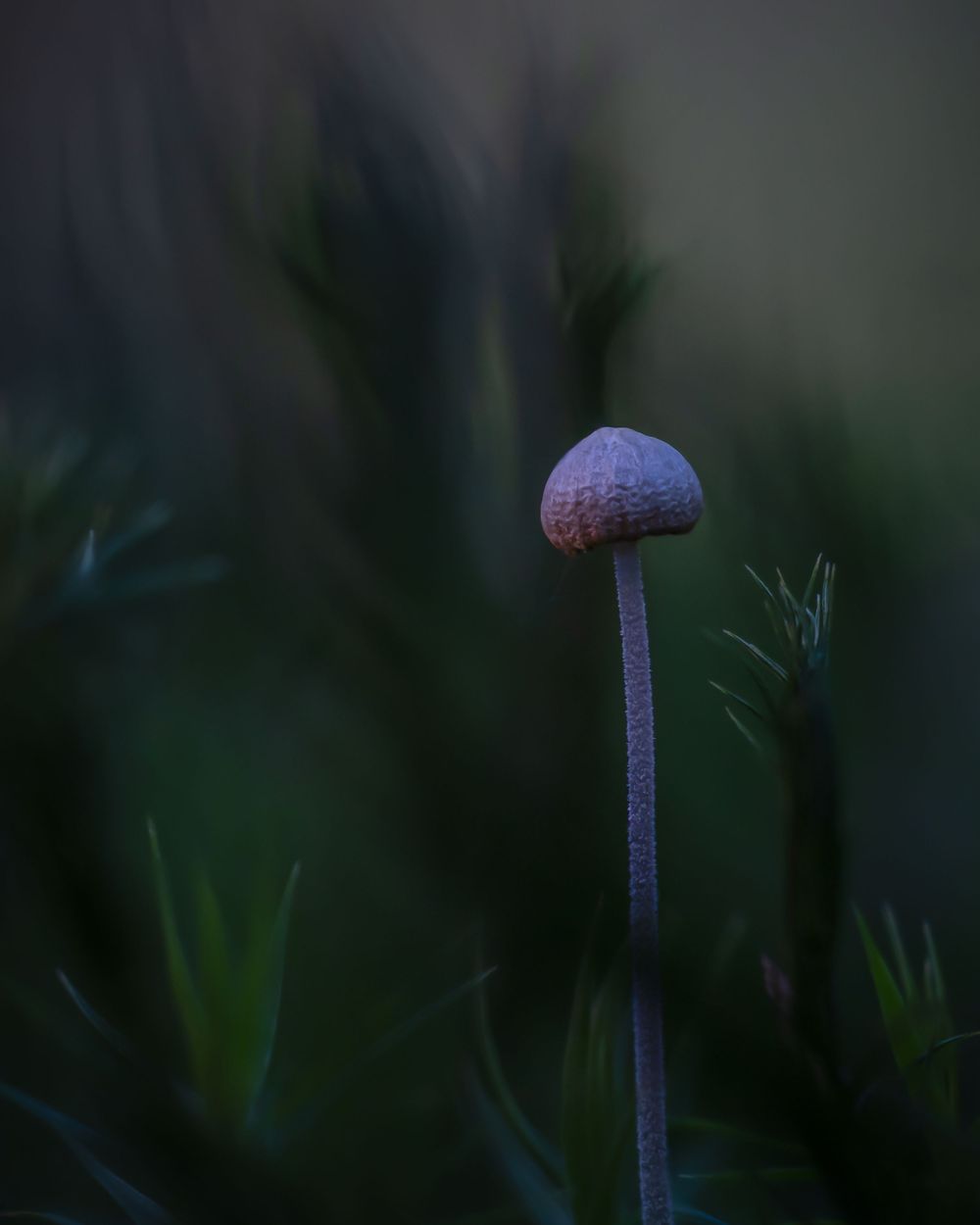 A delicate purple mushroom emerges from dark grass in moody low-light conditions.