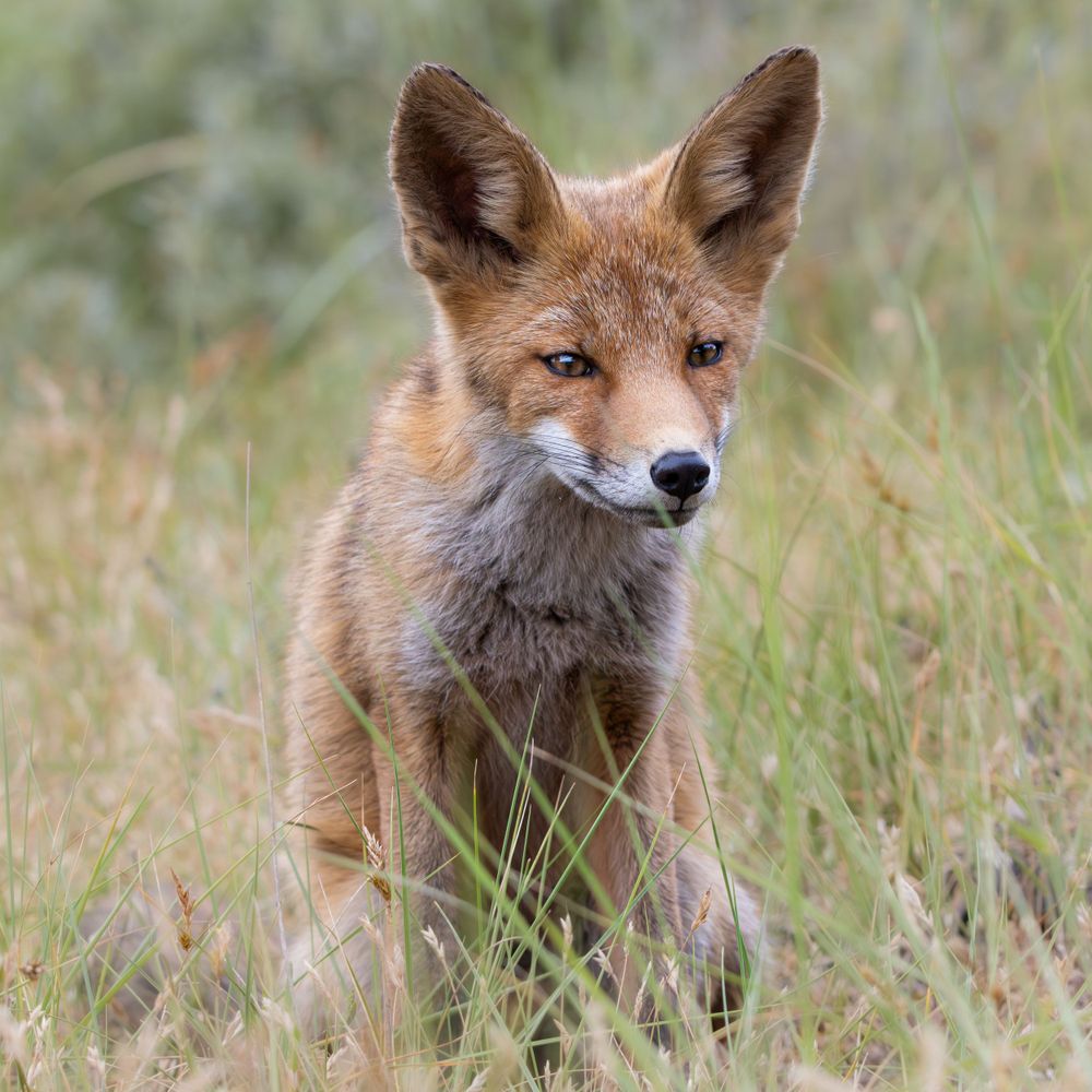 Alert red fox sitting in tall grass looking directly at camera.