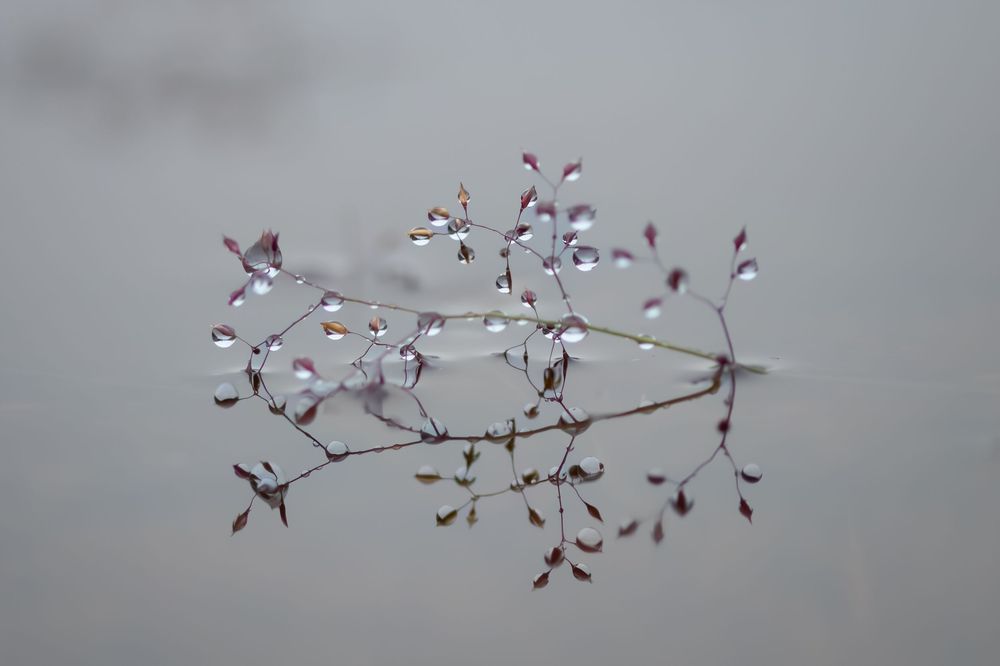 Close-up photos of delicate pink cherry blossoms blooming on bare tree branches against a soft gray background.