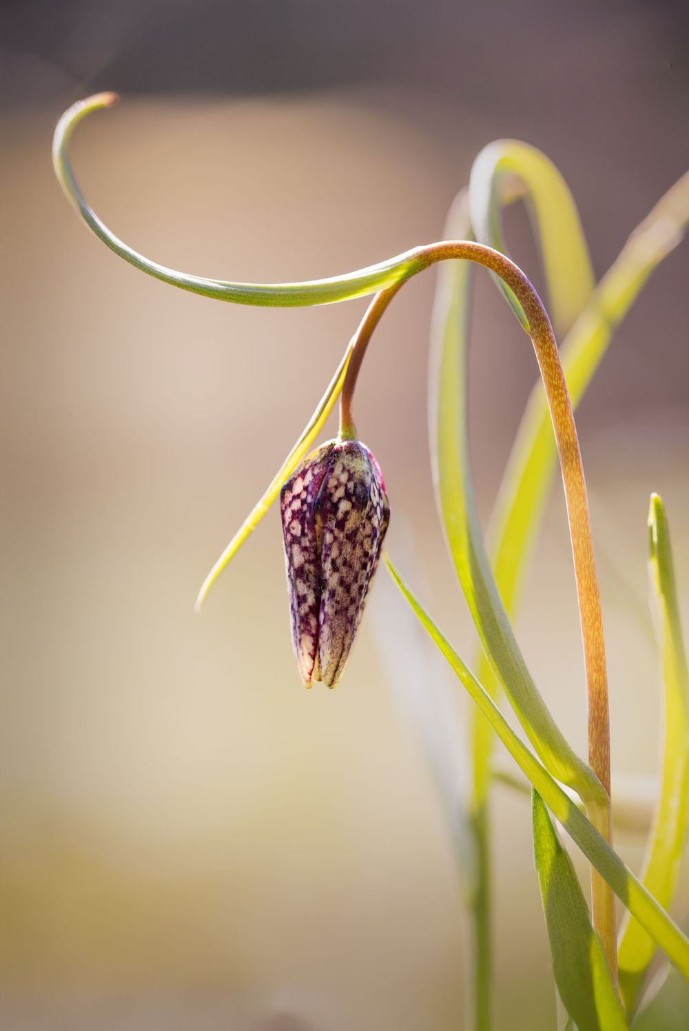 Macro photograph of a Fritillaria meleagris flower head with checkered pattern against soft blurred background.