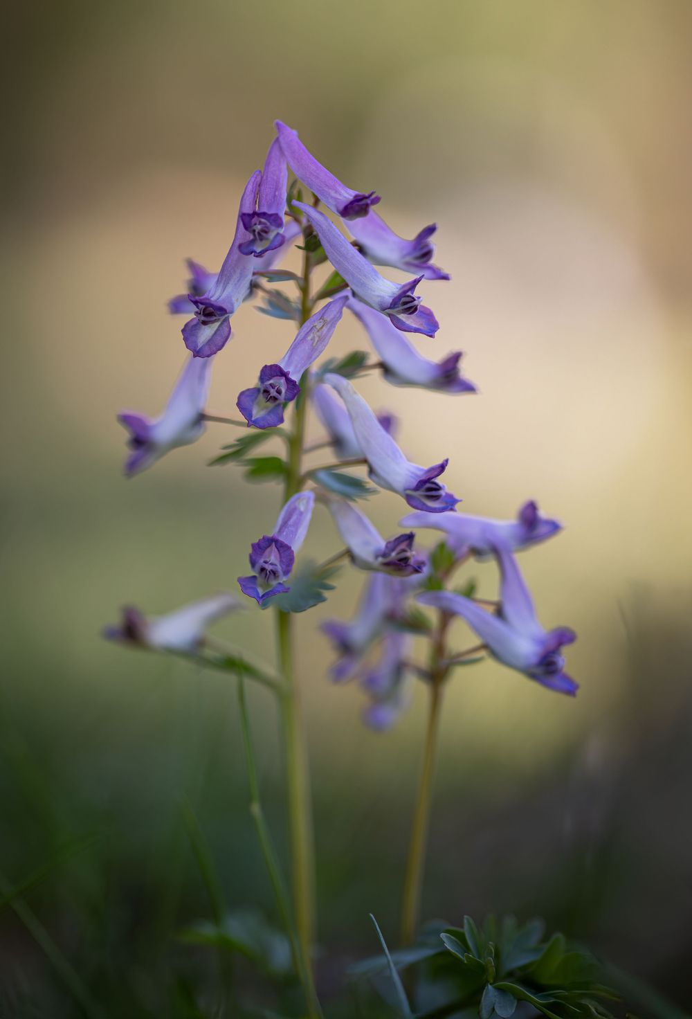 A cluster of delicate purple bluebell flowers blooming on slender stems against a soft blurred natural background.