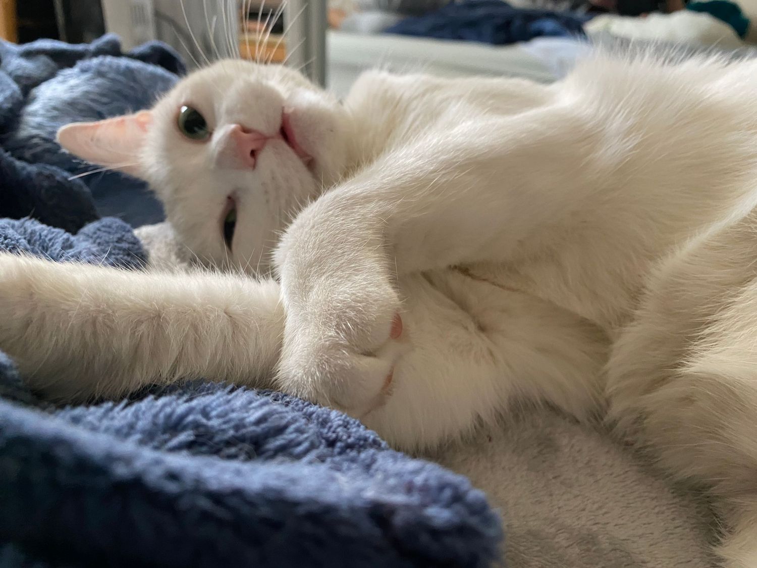 White cat resting on blue bedding while showing its fluffy belly.