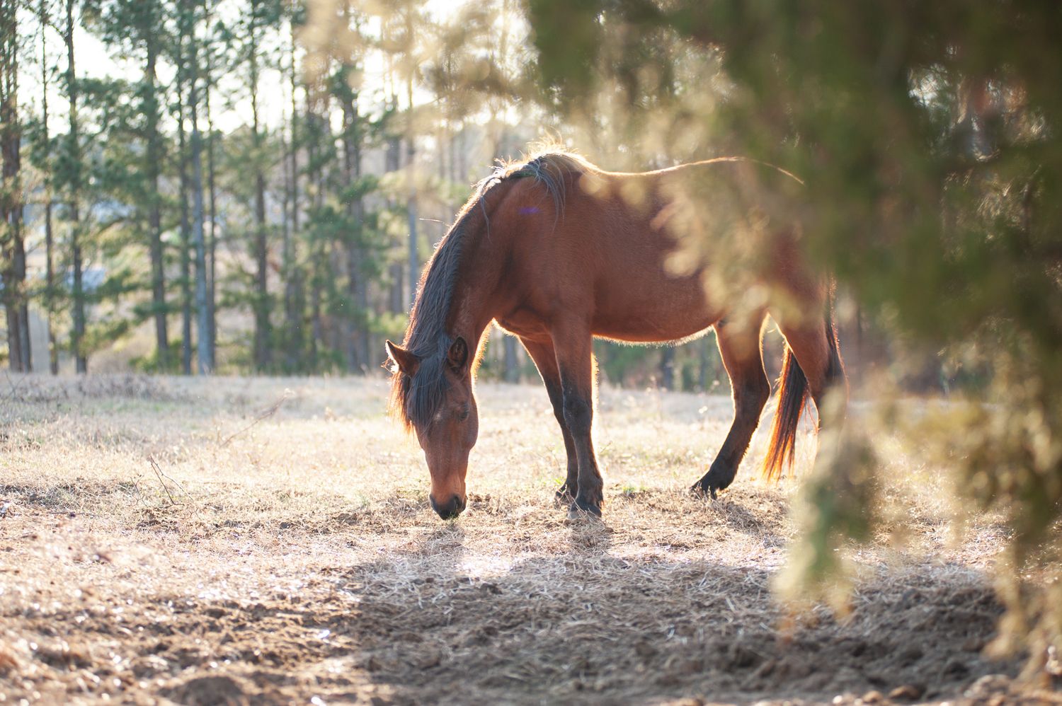 Brown horse grazes in sunlit forest clearing during golden hour.