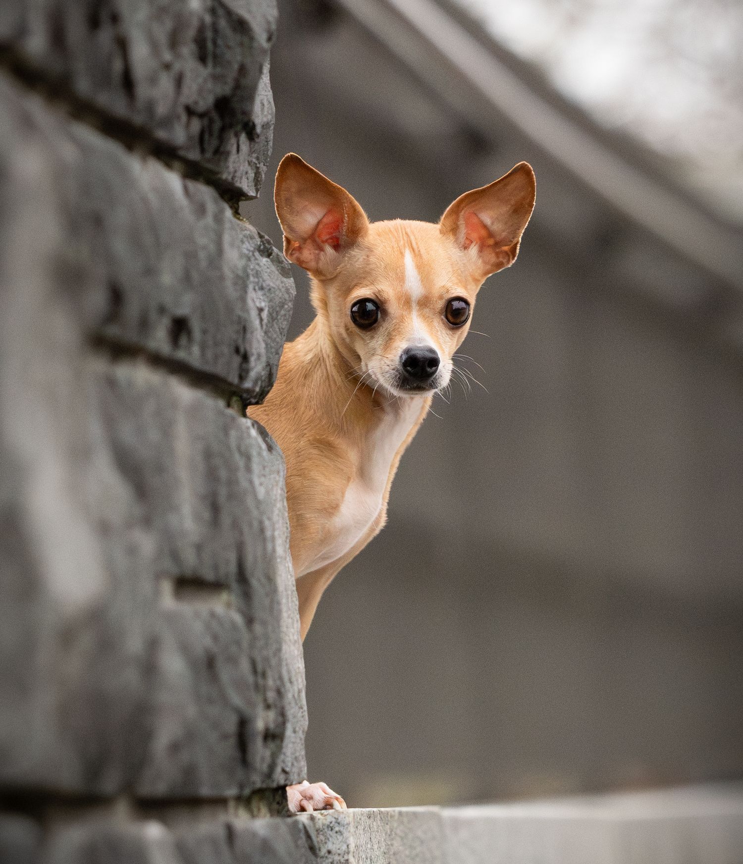 Dog portrait of a chihuahua during an urban dog outdoor photoshoot in Lake Oswego, Oregon Copyright Amanda Barr Photography