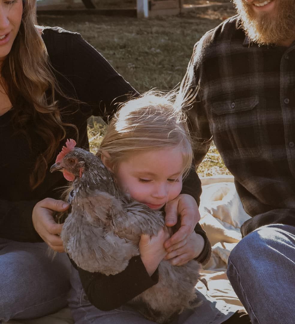Sweet moment with a fluffy chicken being held and cuddled outdoors.
