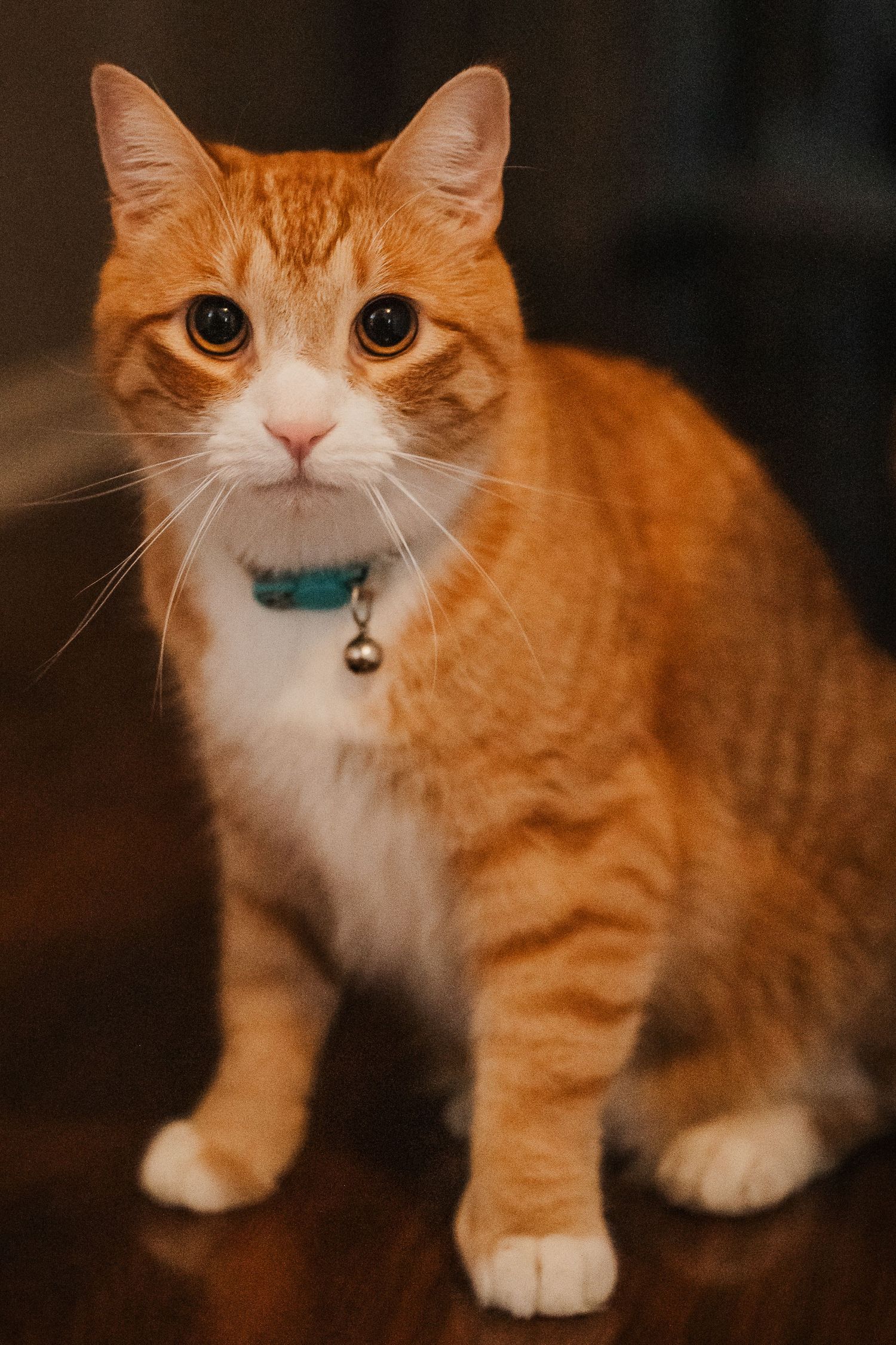 Collage of close-up shots showing an orange and white cat with expressive eyes wearing a blue collar.