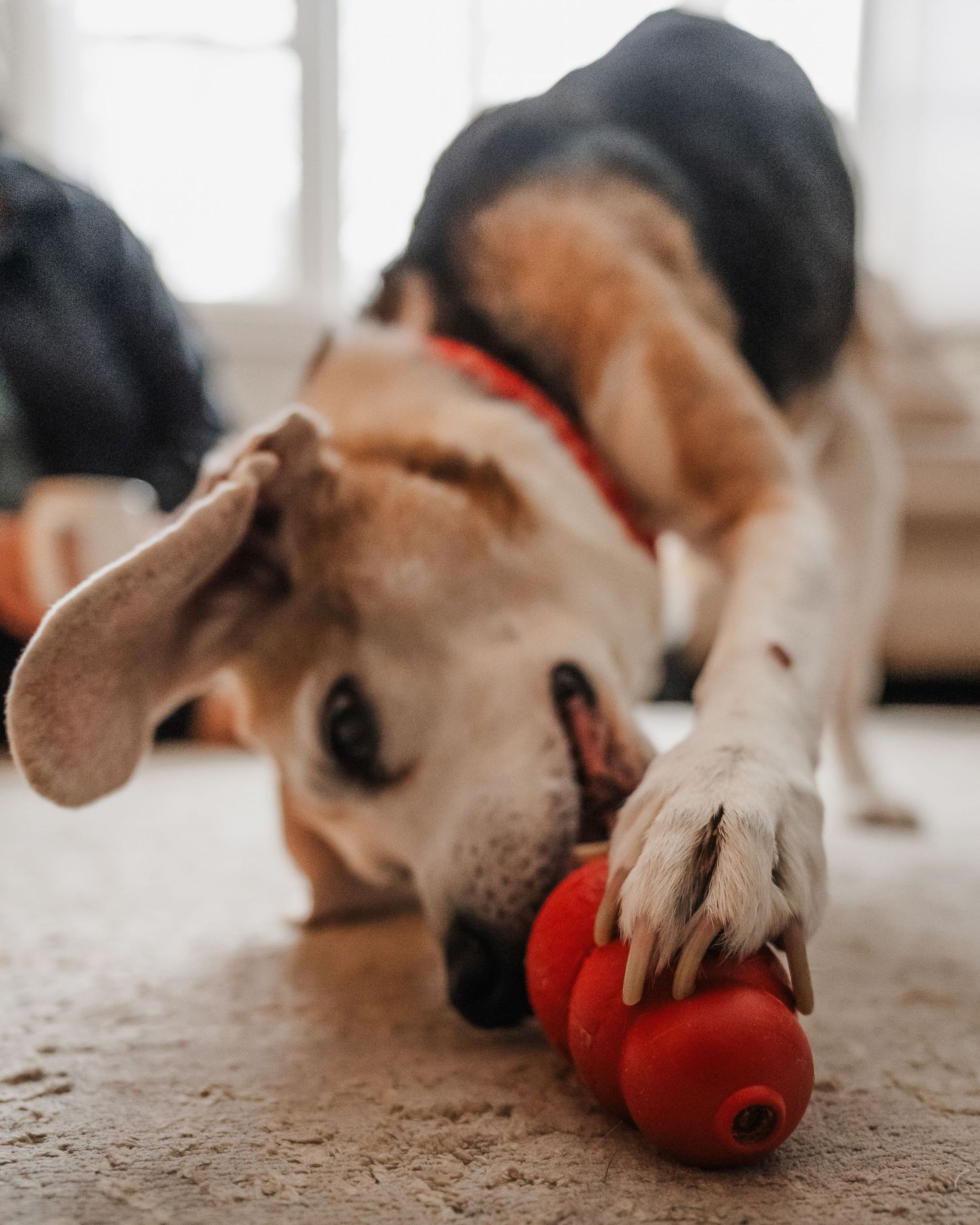 Close-up sequence of beagle puppy playing with red chew toy on carpet floor.