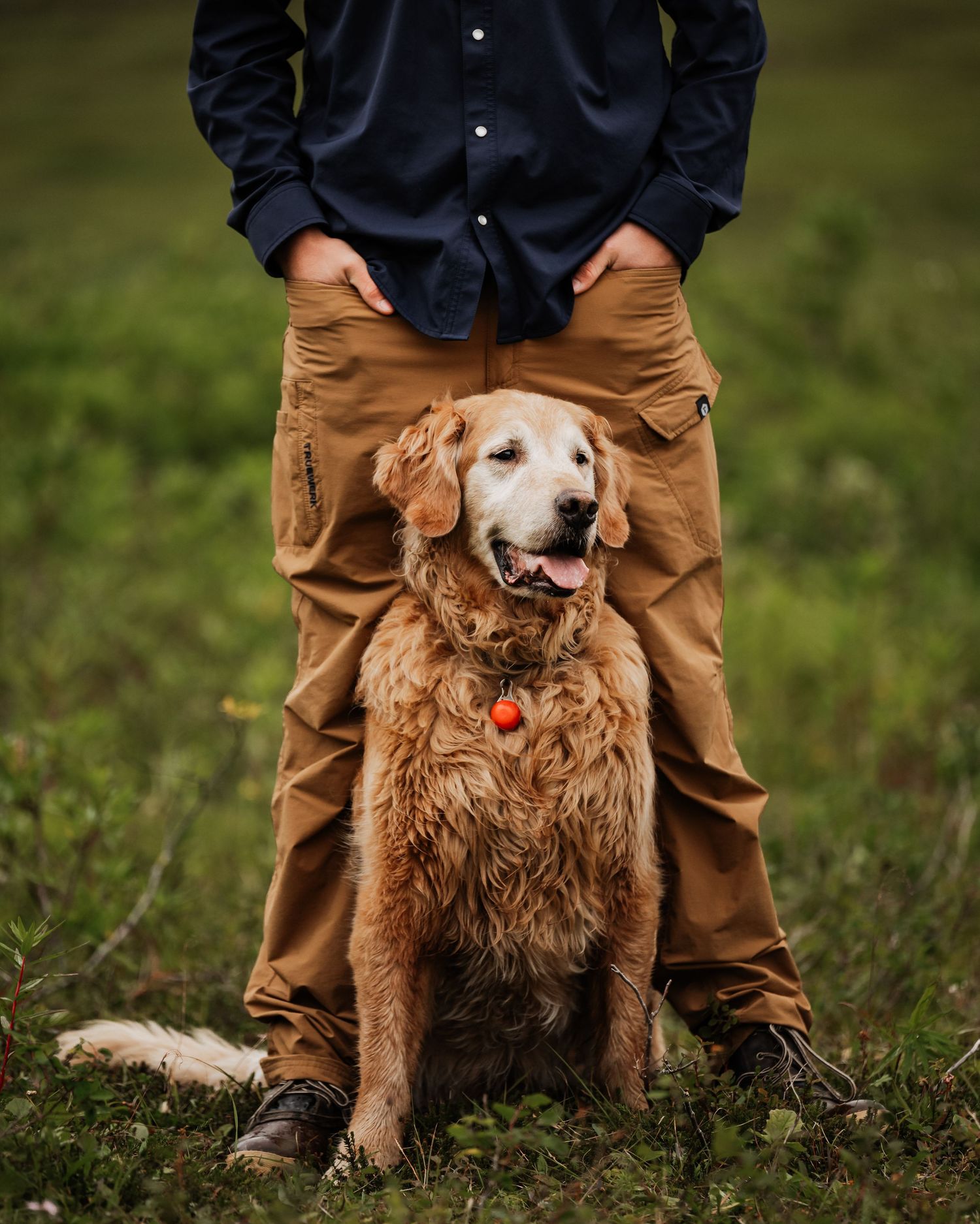 A golden retriever sits between a person's legs on grassy ground while wearing an orange collar.