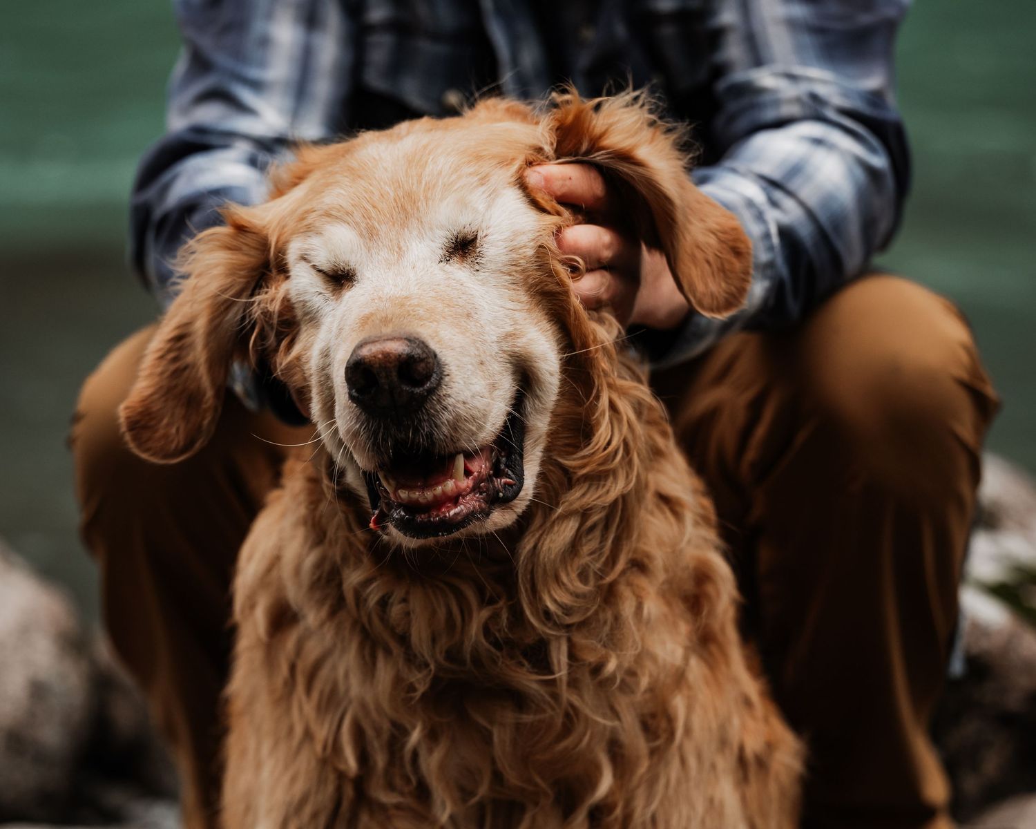 Happy golden retriever smiling with tongue out during golden hour outdoors.