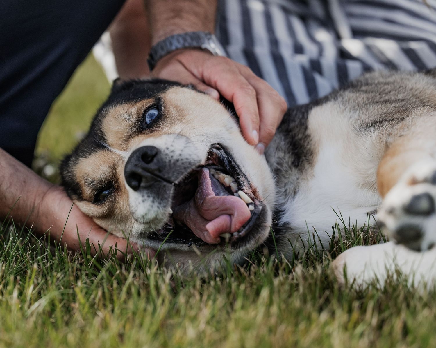 Close-up shot of a husky dog yawning while lying on green grass, showing its tongue and teeth in a playful expression.