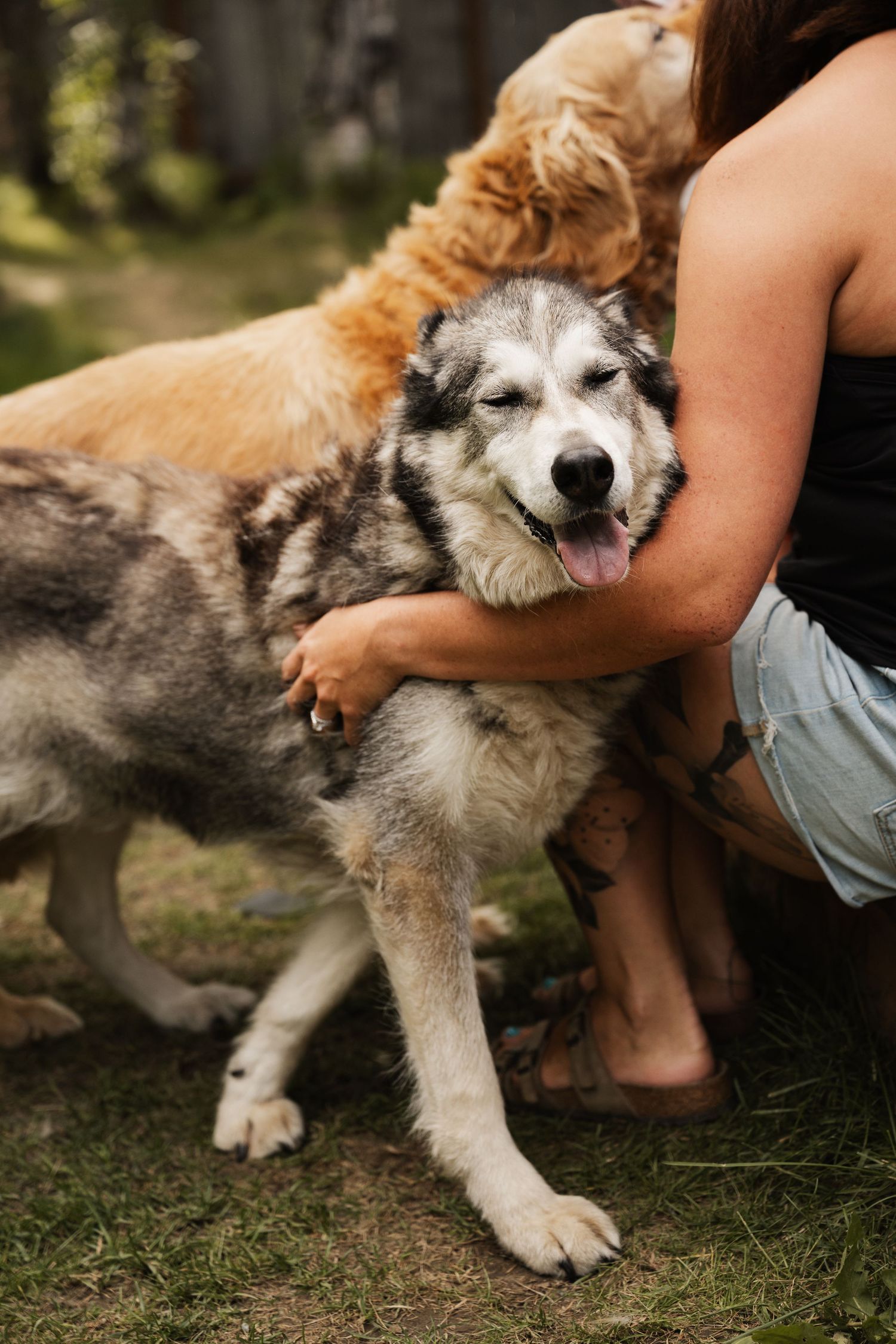 A Siberian Husky dog stretches playfully on grass while being petted.