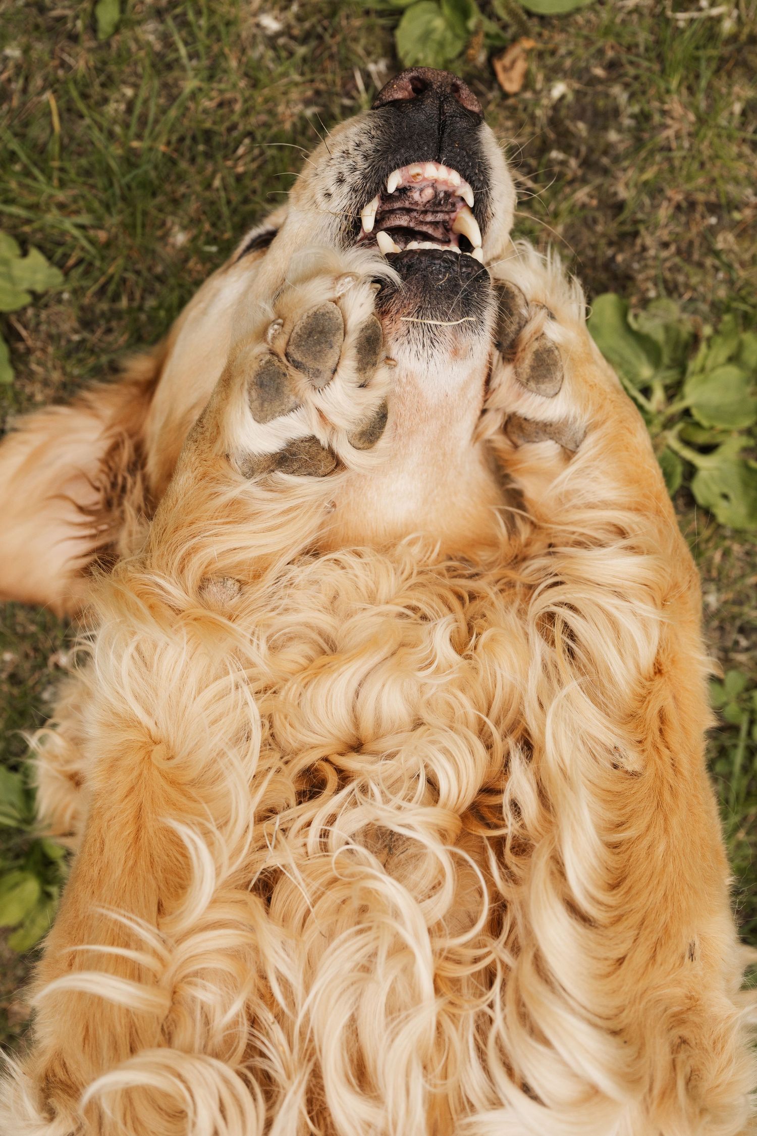 Close up view of a golden retriever dog lying upside down on grass showing fluffy belly fur.