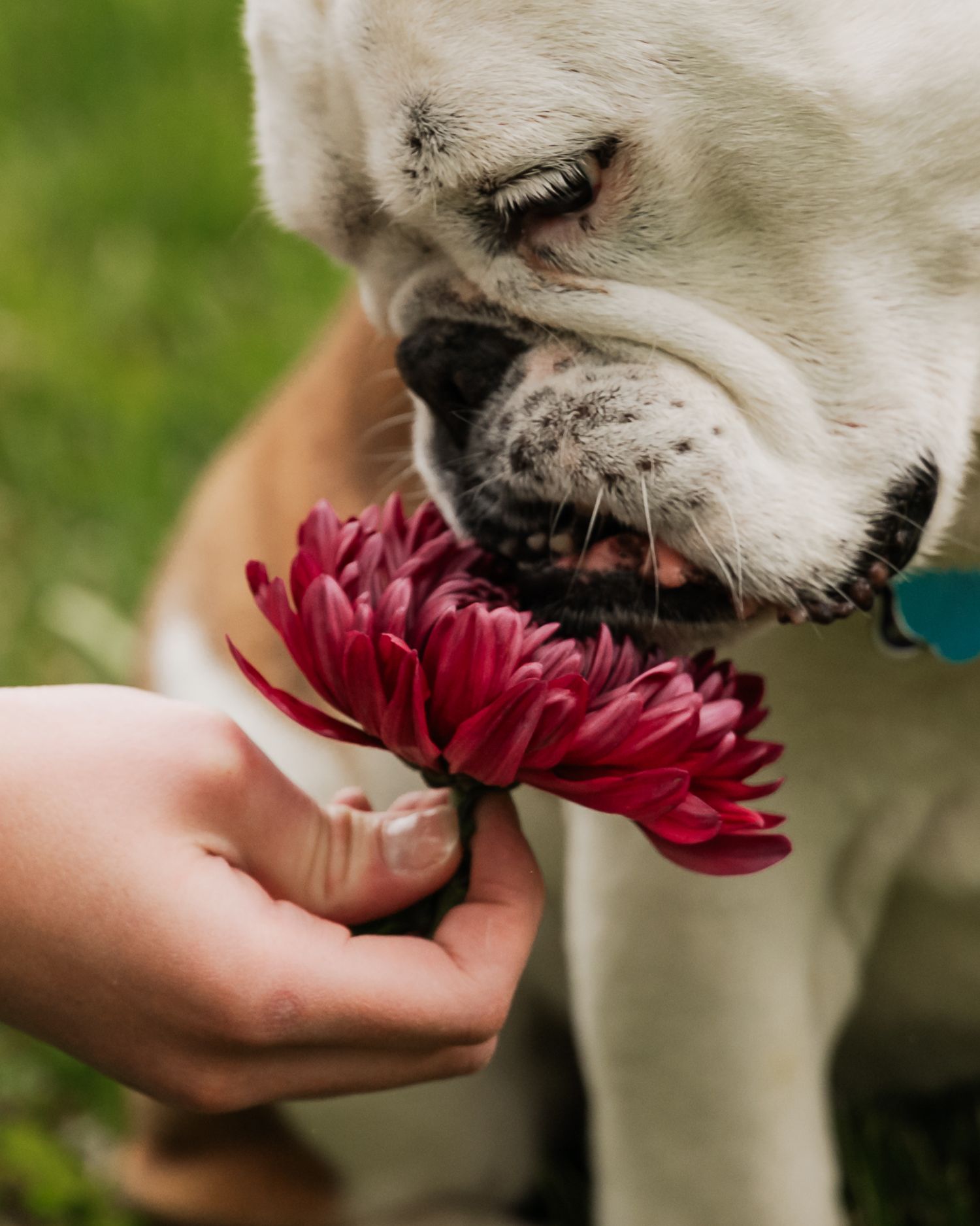Close-up of small white dog smelling and investigating a dark red chrysanthemum flower held in someone's hand.