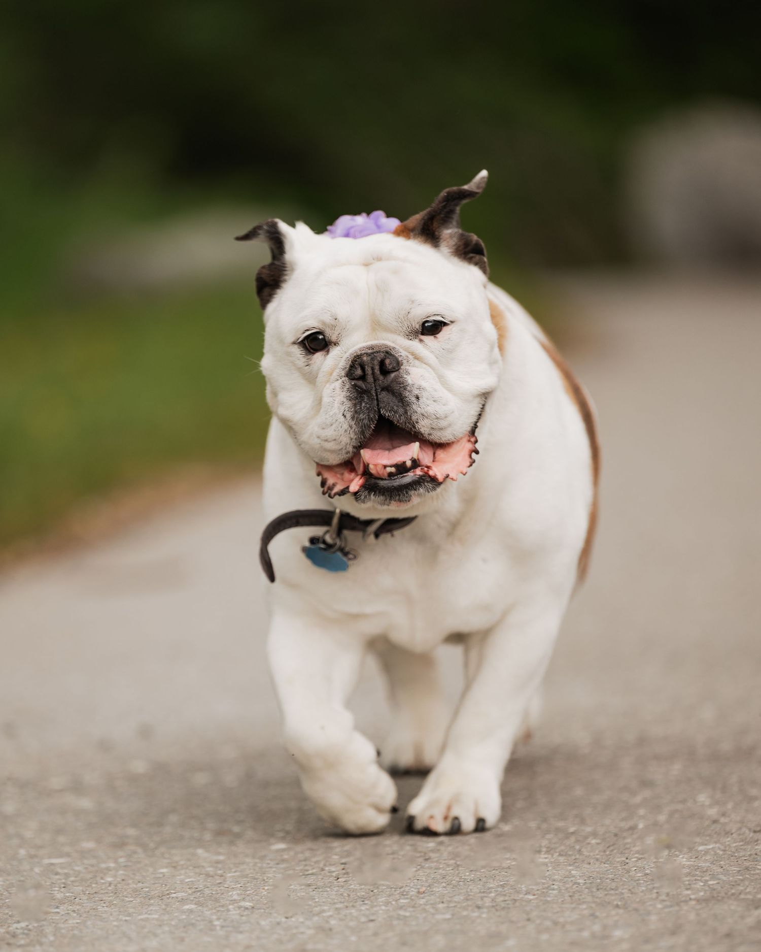 A white English bulldog joyfully running and playing on a concrete path with a happy expression.