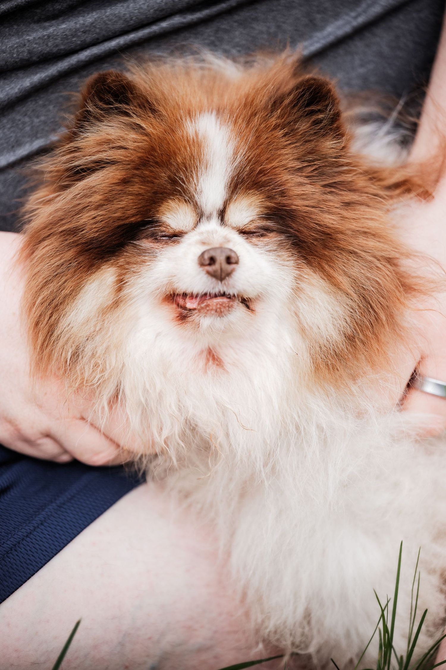 Pomeranian pup snuggled with her favorite human.