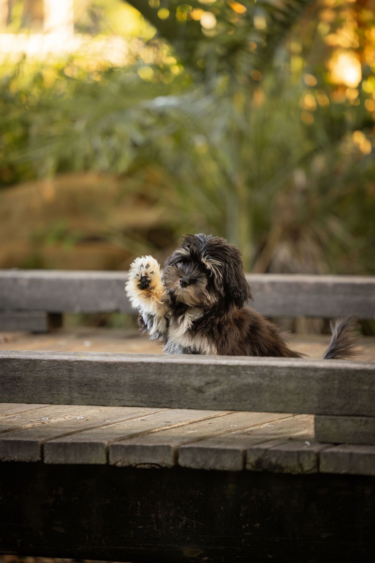 A red dappled Dachshund puppy wearing a pink collar is shaking the hand of someone off camera