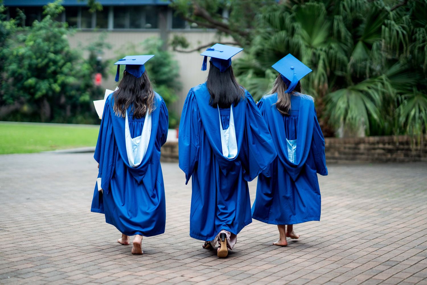 Three graduates in blue gowns and caps walk away from the camera along a paved path past lush green trees.