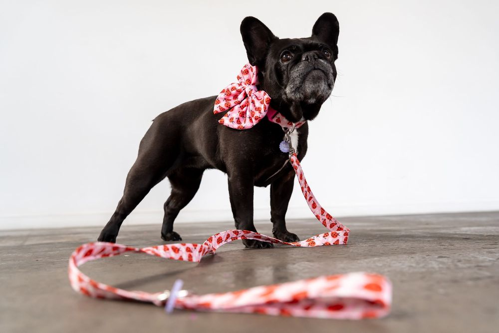 Black French Bulldog wearing a red and white floral bow tie and matching leash standing on concrete floor.