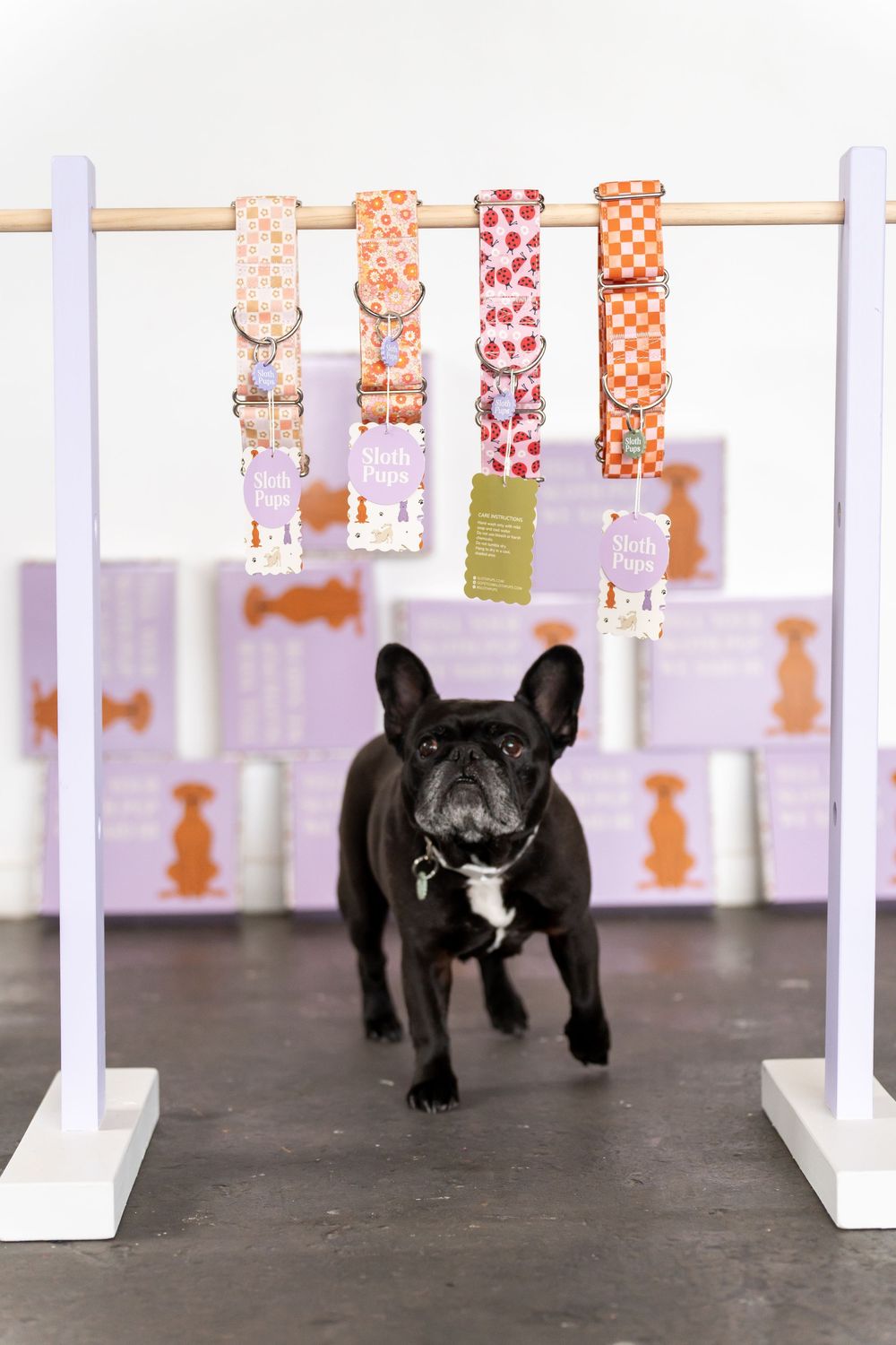 Black French Bulldog standing under a display rack of colorful floral and checkered pet collars with gift tags attached.