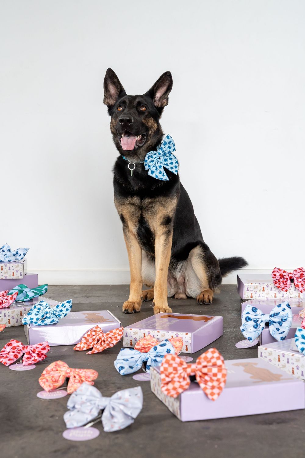 German Shepherd dog wearing a blue bow tie surrounded by colorful decorative bows and gift boxes on gray floor.